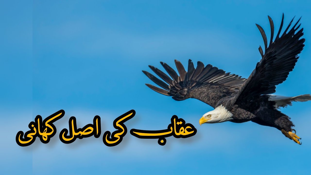 Eagle Great Facts | Baaz ka shikar | Ukab Kesay Zinda Rehta hai | Real story of Eagle In Urdu