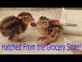 Hatching Quail Eggs From The Grocery Store