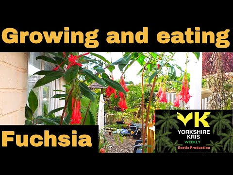 Video: Fuchsia Boliviaans