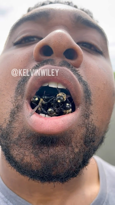 Eastern Carpenter Bees! π π