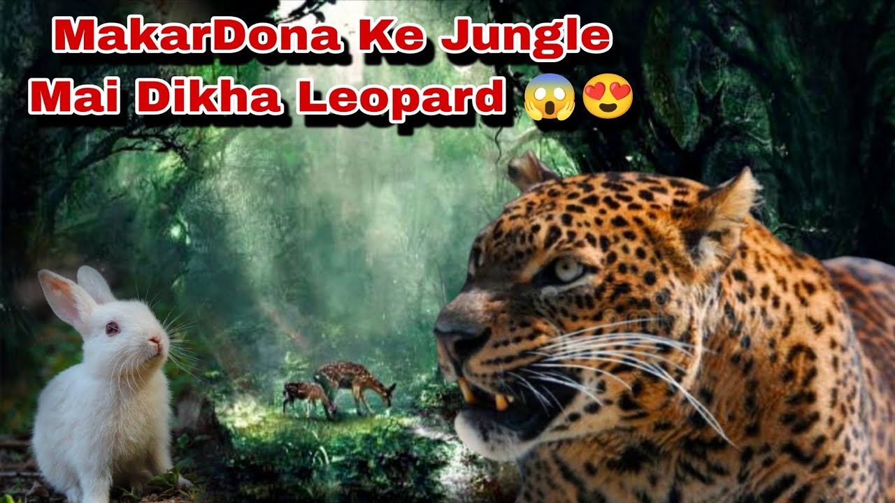 😱“Dangerous Leopard Encounter in Jungle 😳 | Makar Dona Vlog”🦁 #leopard #wildlife #jungle #video 