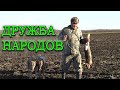 ДРУЖБА НАРОДОВ ч2  Состязания борзых 28 11 2020г