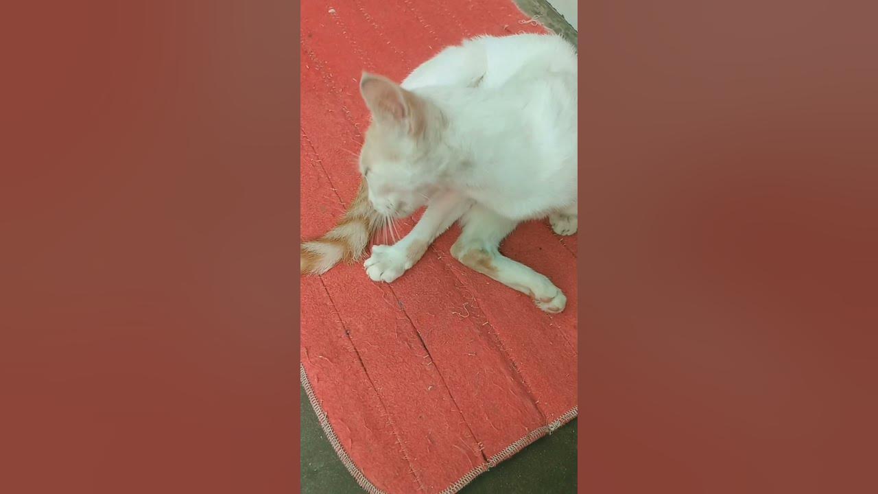 cute cat licking herself YouTube