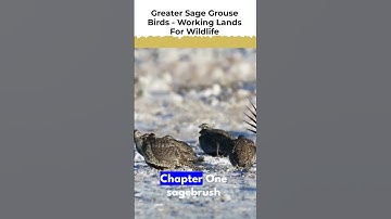 greater sage grouse birds #shorts