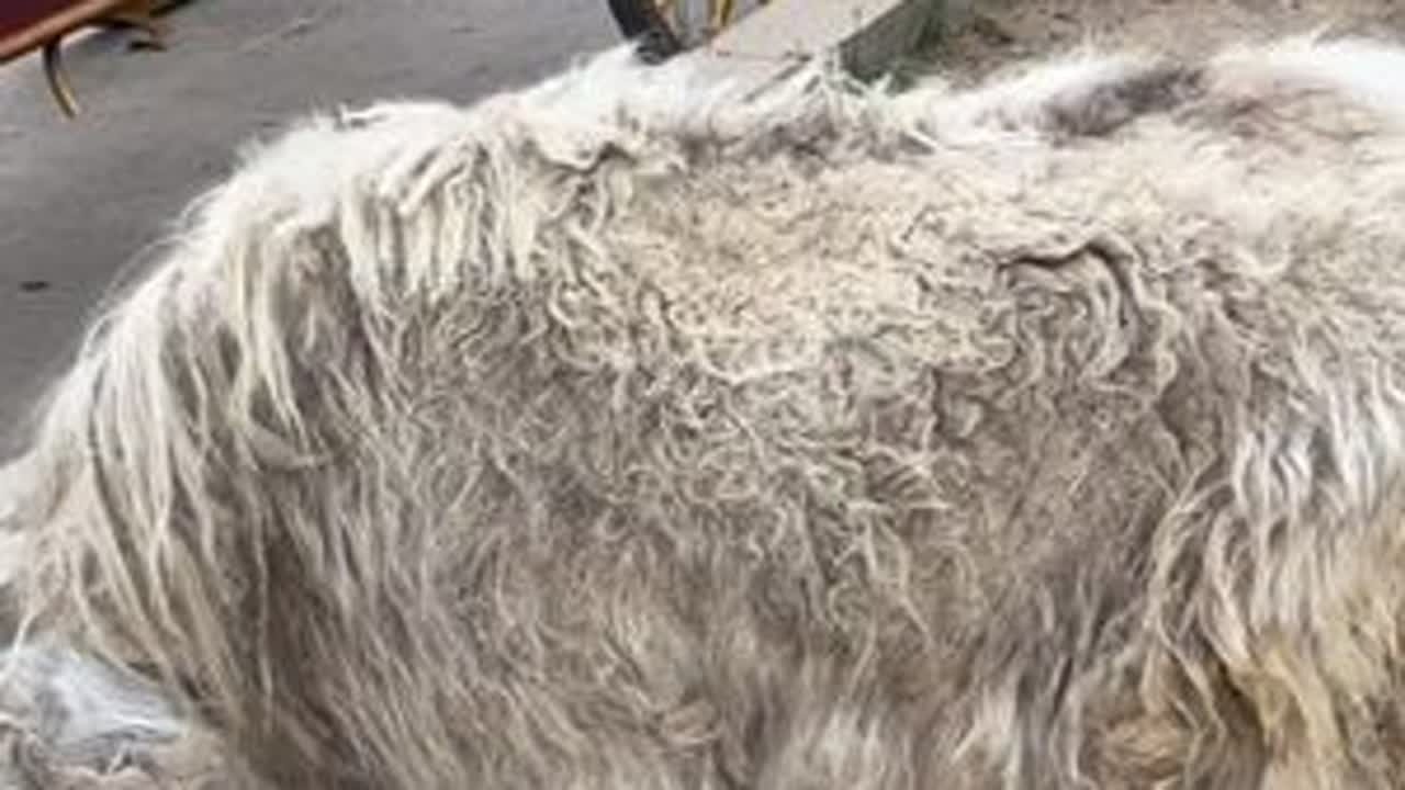 80厘米的小牦牛强制退毛后变成了白色了尾巴打理后真漂亮 #牦牛 #训牦牛 #刘大刚的养马日常