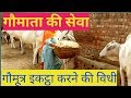 Desi cows  a 2 milk gopalak young women farmer  bhiwani haryana