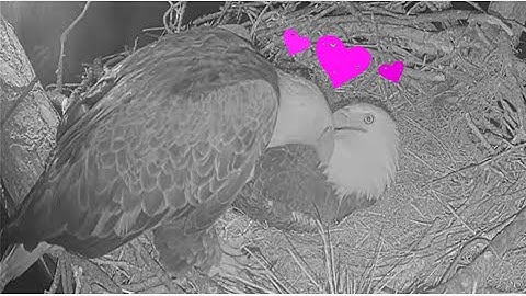 SWFL Eagles ~ M15 SWEETLY BEAK KISSES F23