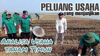 Peluang usaha yang menjanjikan || Tanam timun di lahan sawah ||