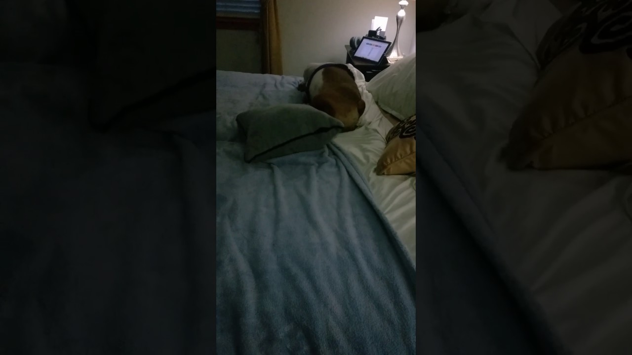 bulldog bluetooth speaker bim Jasper English Bulldog throwing a temper tantrum after his dad took his toy away.