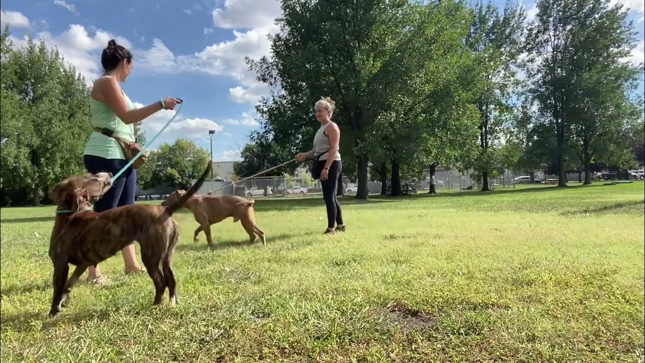 Vail & Alvin leash test YouTube