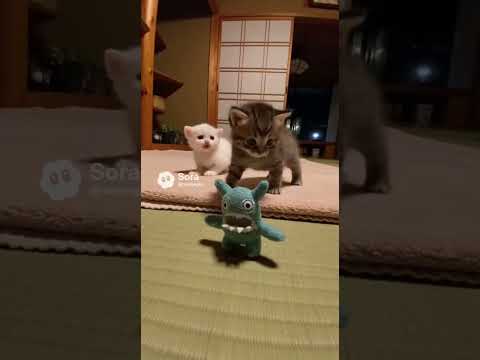 変な人形に威嚇する子猫達“Kittens Hiss at a Weird Doll” #kitten #cat #子ネコ #kittenshorts