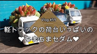 【Vlog#59】【多肉寄せ植え】セダムで遊ぼう！おもちゃの軽トラックの荷台いっぱいのちまちまセダム寄せ植え❤【多肉植物】