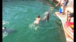 Мои 2 минуты счастья! Плавание с дельфинами!!!