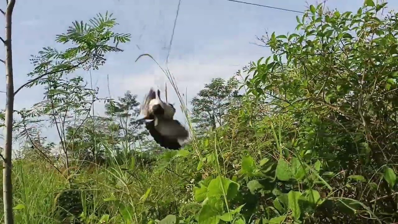 Menjaring burung trucukan di 3 spot berbeda