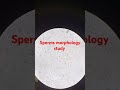sperms morphology study