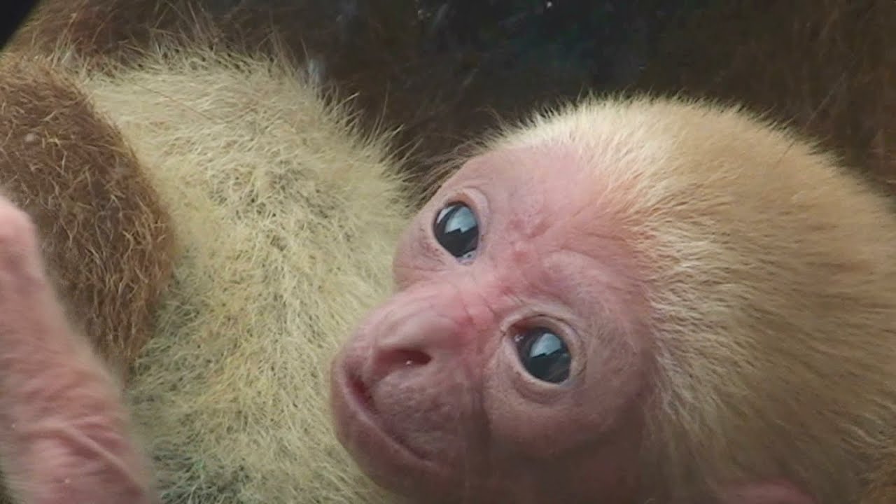 シロテテナガザルの赤ちゃん誕生（旭山動物園）Baby white-handed gibbon