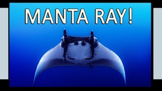 The Manta Ray - Related To The Shark And Growing To As Big As 16 Feet Across