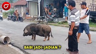 Warga Banyuwangi Geger! Detik-Detik Babi Misterius Ditangkap, Ternyata itu...