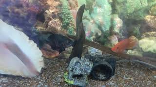 Tiger Oscar with a Red Devil cichlid!