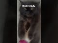 Black beauty cat #trending #video #viral #love #funny #quraishi ka jahaa