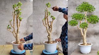 Helpful Tips for Succulents | #succulents #suculentas #다육 by Vườn sen đá 9,372 views 3 months ago 3 minutes, 25 seconds