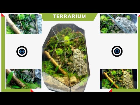 Cách chọn đá làm ra Terrarium cổ điển từ khủng long hóa thạch – How to make Terrarium History