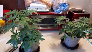 Skunk #1 Gender reveal!!!