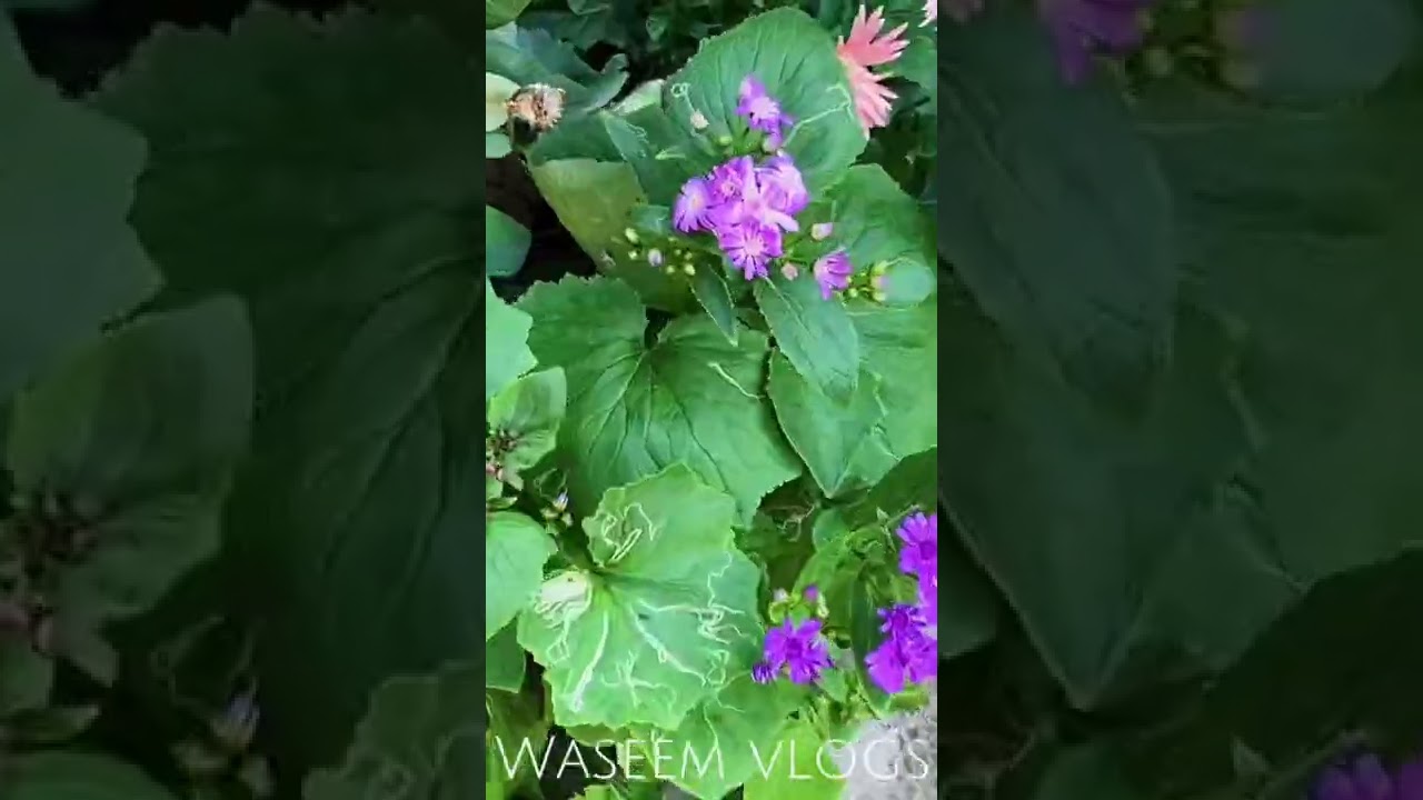 Updating on my Garden by | Chand Waseem Vlogs