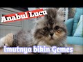 Anak kucing lucu yg ga bisa diem