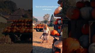 The most beautiful pumpkin patch in Flanders, Belgium! All info in my pumpkin patches video!
