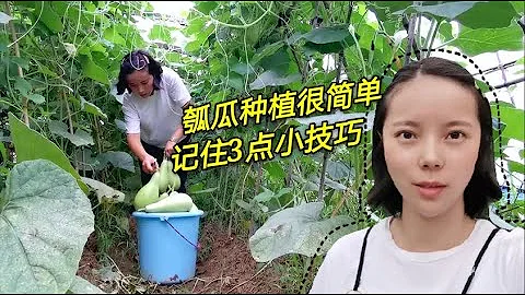 瓠瓜高產掌握這幾點，後期1棵藤產量上百摘的手疼，種菜學一招！ - 天天要聞