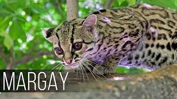 MARGAY is a agile acrobat cat with a long tail, whose abilities will be envied even by monkeys