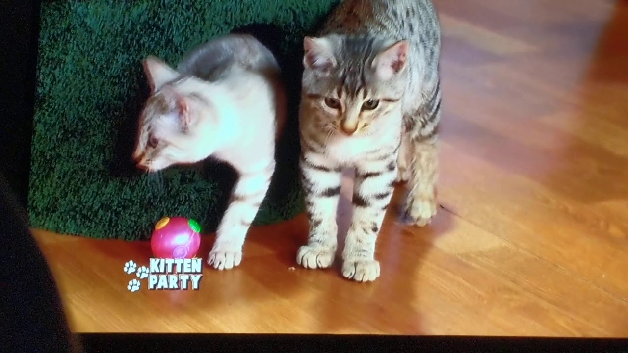 The kitten Party part 6