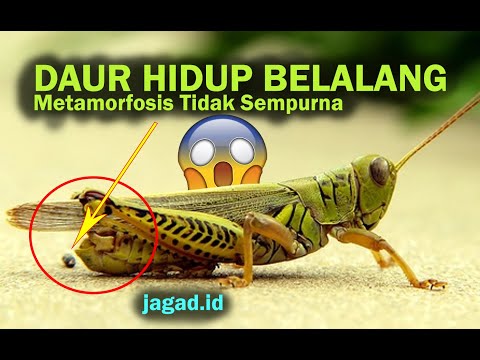 Video: Bagaimanakah belalang berfungsi?