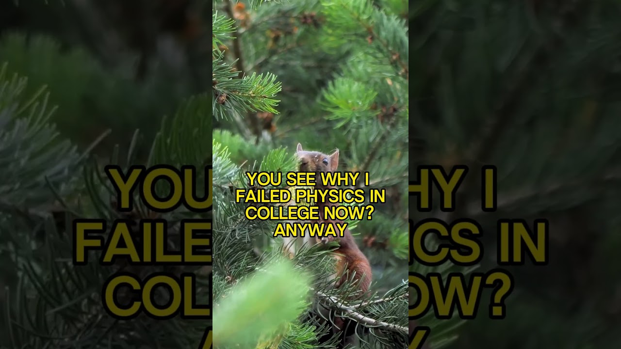 Why Can Squirrels Survive a Fall From Any Height? 
