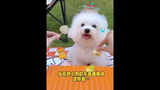 当我把小狗的东西都换成迷你版#比熊 #小b熊