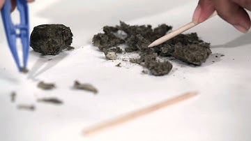 Owl Pellet