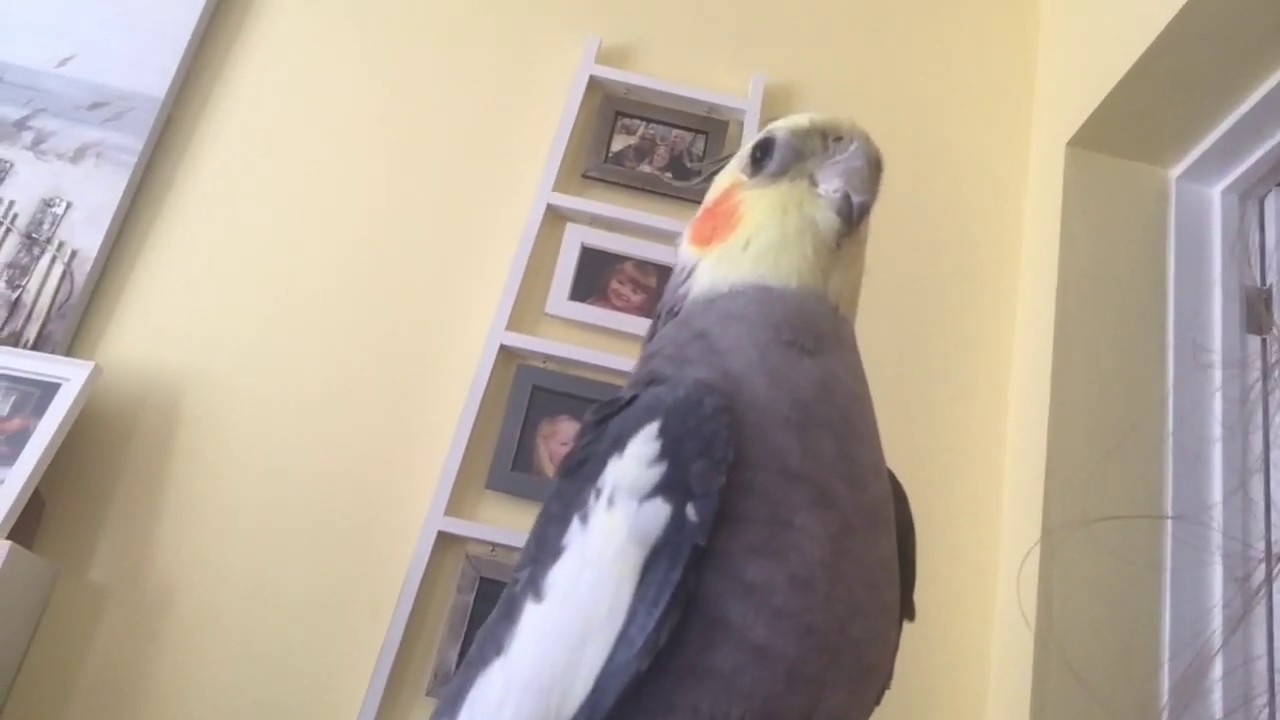 Cockatiel talking and singing for 10 minutes straight! YouTube
