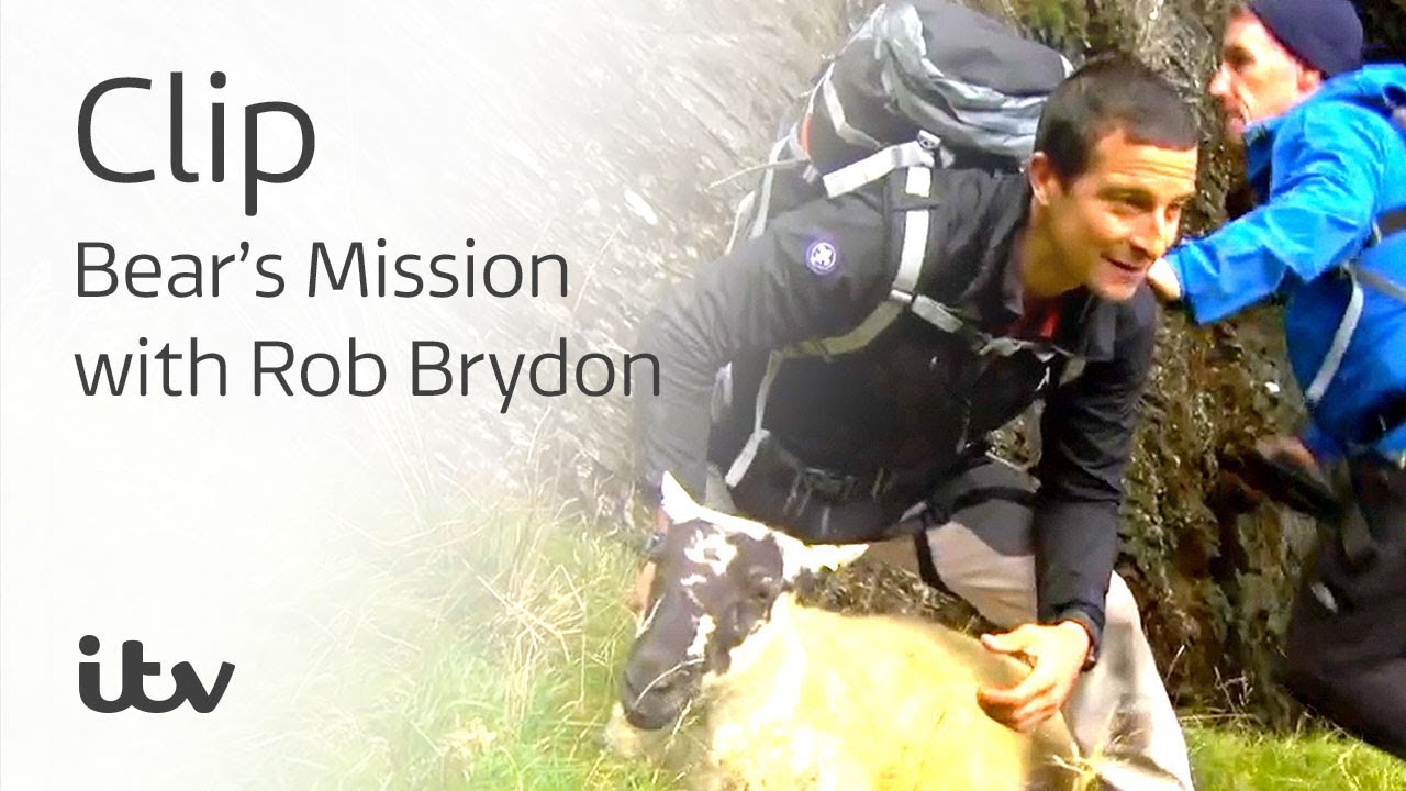 itv player sign in Bear's Mission with Rob Brydon | Rob Brydon and Bear Chase a Sheep | ITV