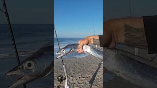 Fishing live bait from the beach and eating my catch #fishing