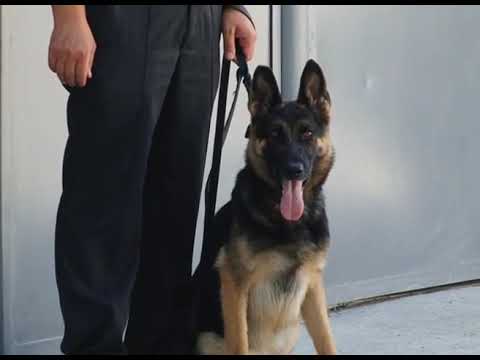 შემოსავლების სამსახურის საბაჟო კინოლოგიის ცენტრი