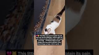 #donate #fypシ #pets #catrescue #linkinbio @elisamary4021 @vorpalbunny-2112 @nethead79