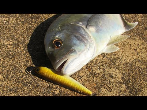 Small GT fishing with Itumo Swing