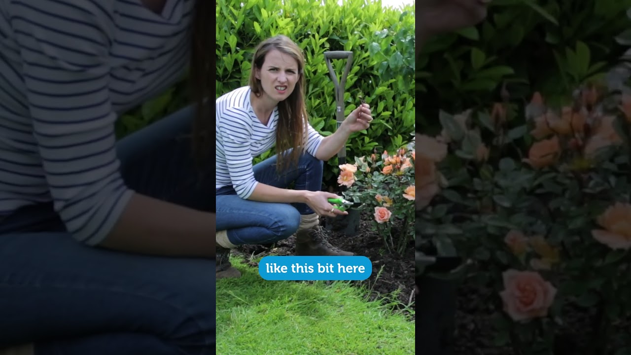 Rose pruning tips!  