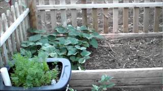 Planting Sweet Potatoes