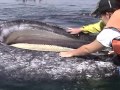 Gray Whale Baleen - San Ignacio Lagoon