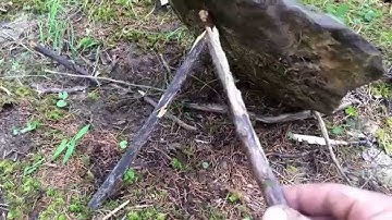 Easiest primitive trap deadfall system
