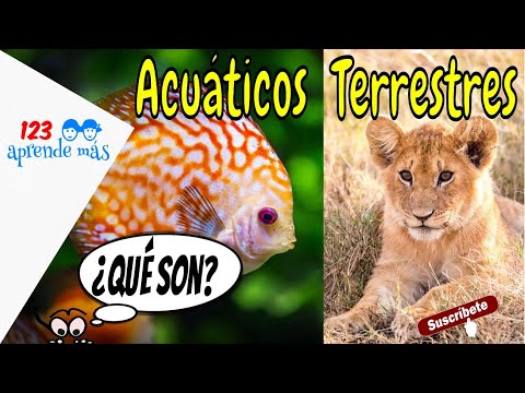 Animales ACUÁTICOS y