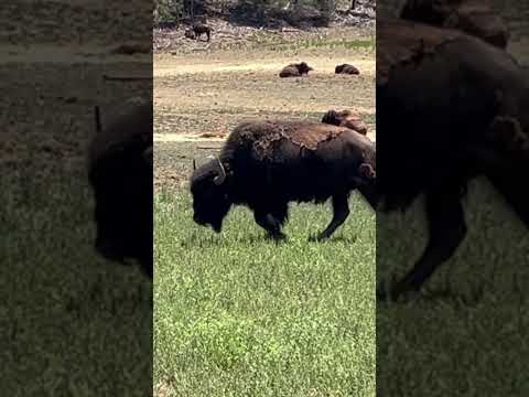 2024 June Wildlife Nature Bisons Animallover Pasto 