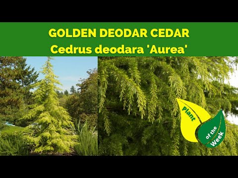 Vídeo: Informació sobre l'arbre del cedre vermell oriental: cultiu de cedres vermells orientals al paisatge